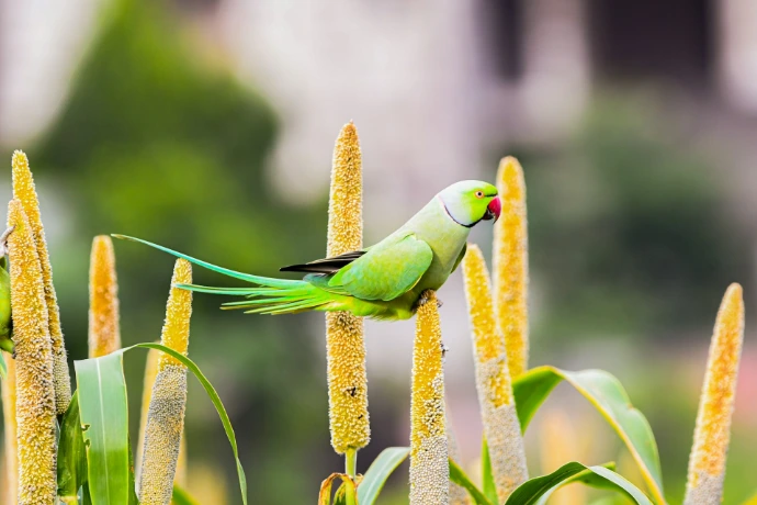A green parrot perched on a millet stalk.