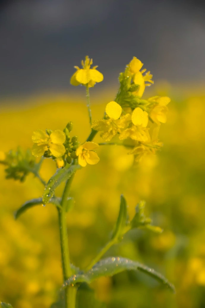 a close up of a yellow flower in a field
